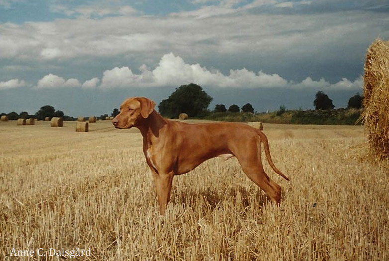 Famous best sale rhodesian ridgebacks